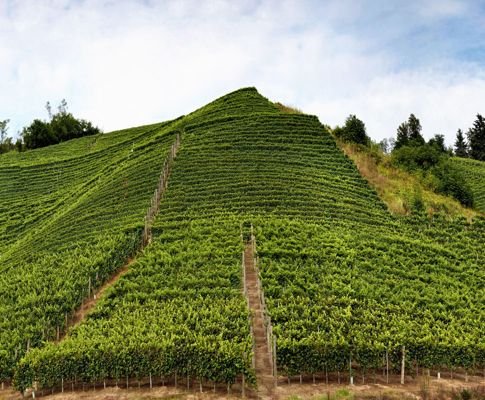 Sandrone Dolcetto d'Alba 2020