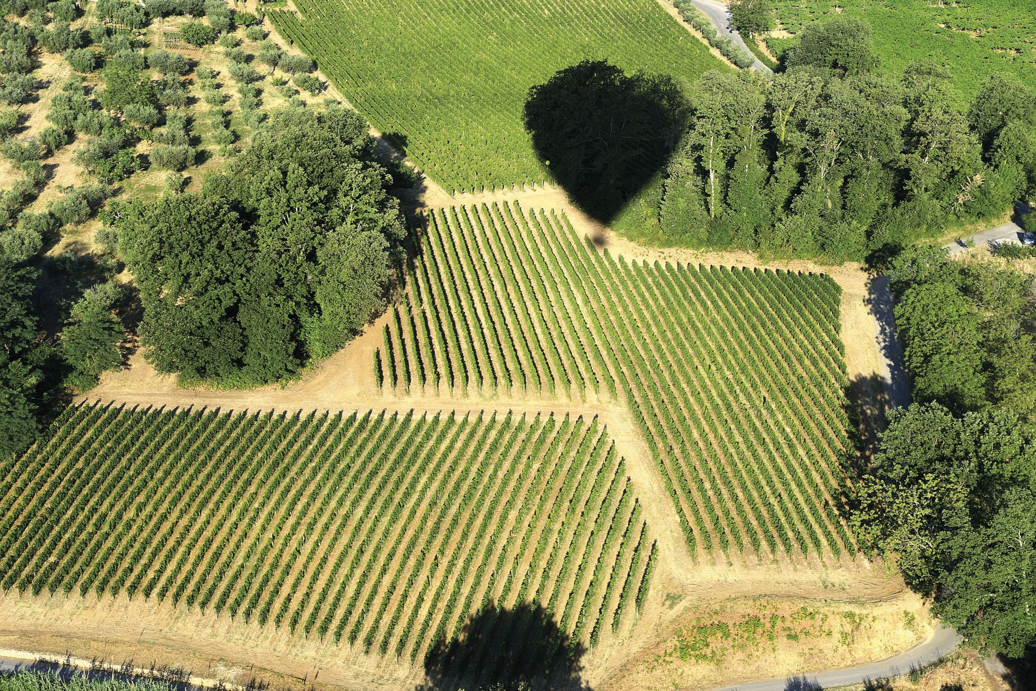 Masciarelli Marina Cvetic Montepulciano d'Abruzzo Riserva 2016 ...