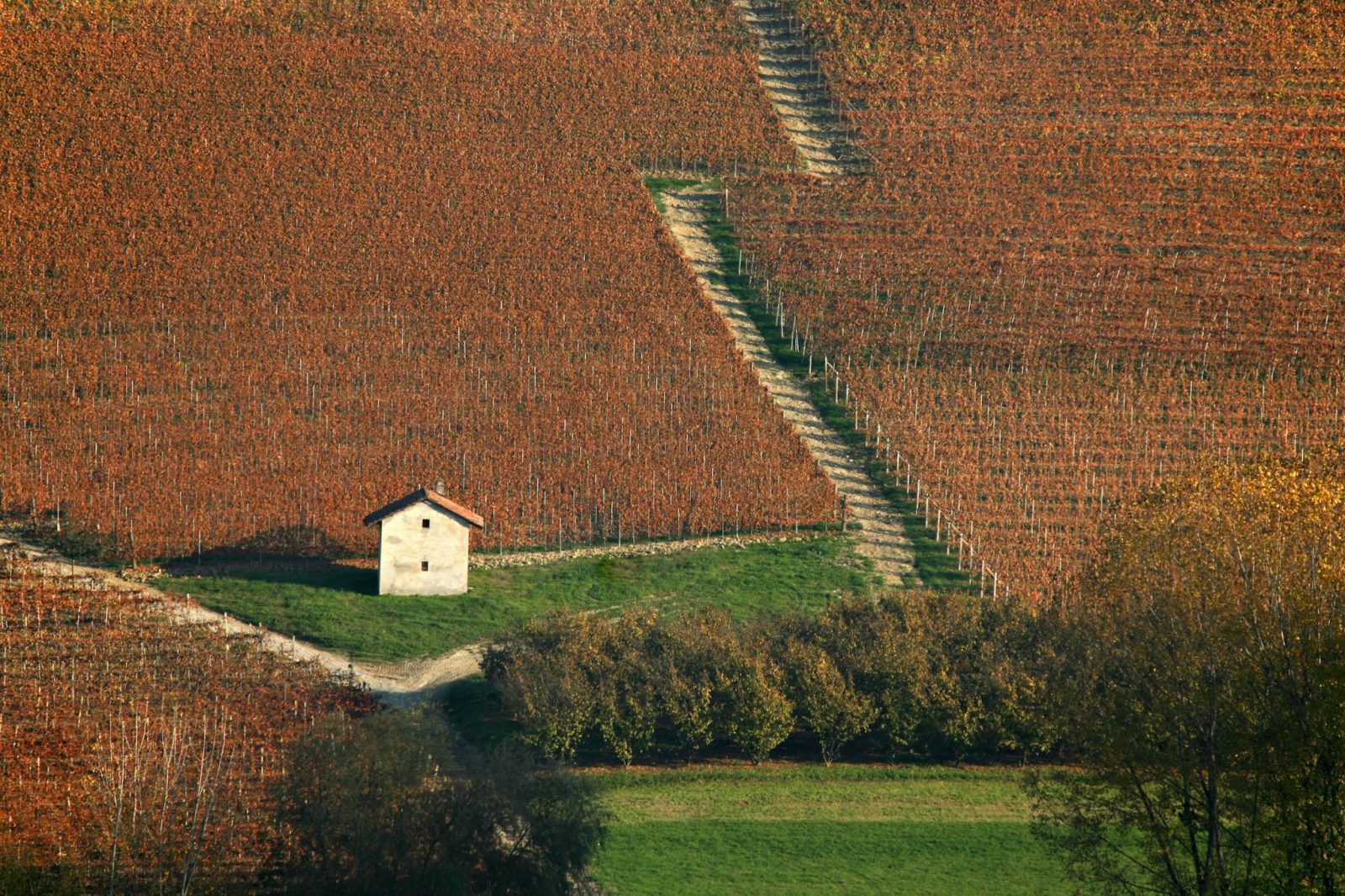 Sandrone Dolcetto d'Alba 2020